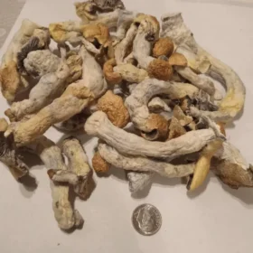 mushrooms shrooms